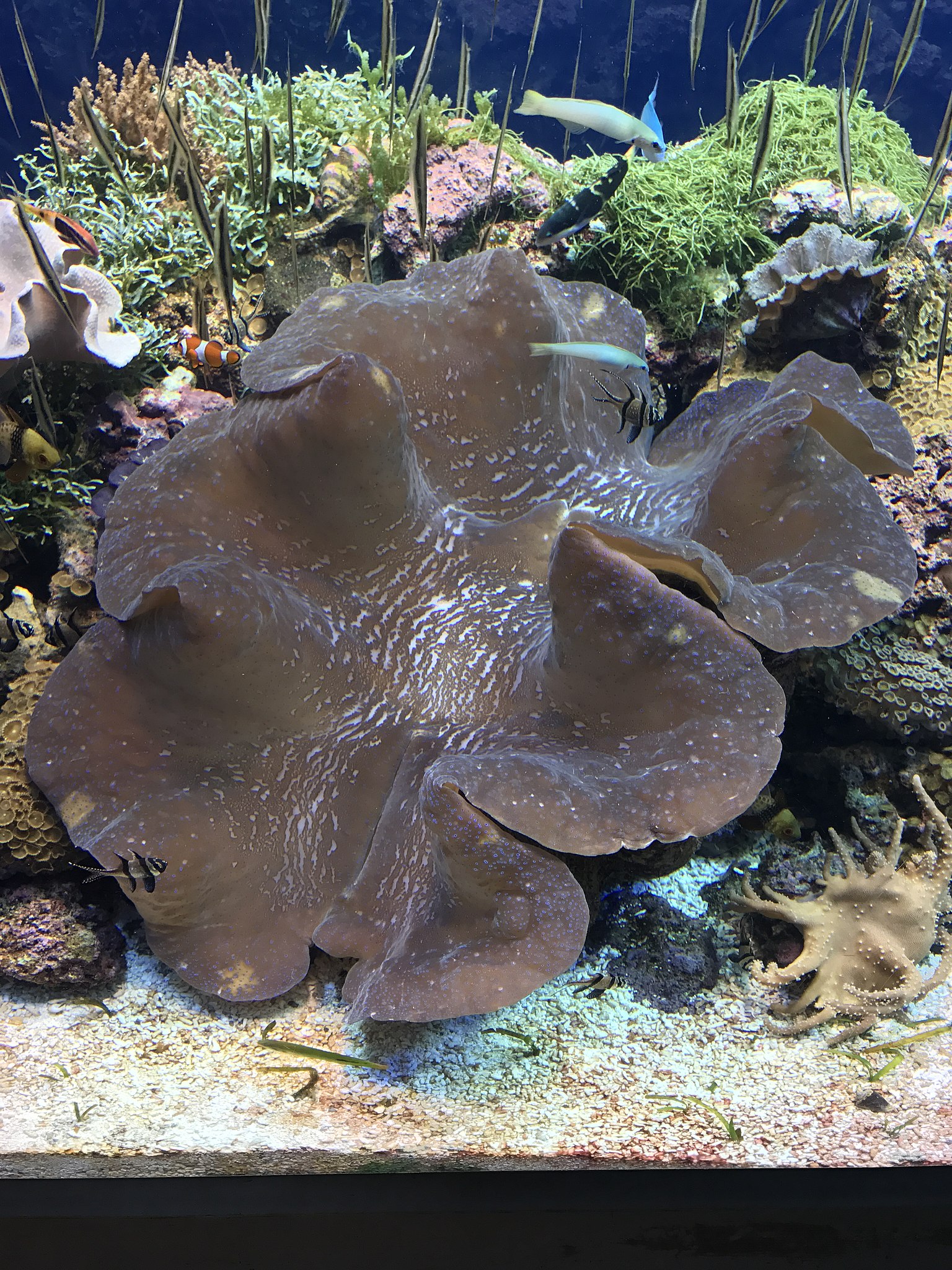 Giant clam - Wikipedia