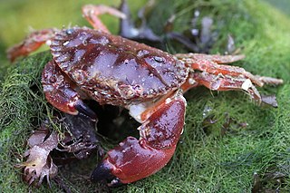 <i>Glebocarcinus oregonensis</i> Species of crab