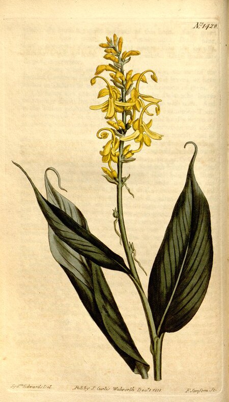 Globba_sessiliflora