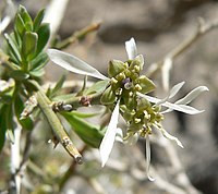 Glossopetalon spinescens var. aridum