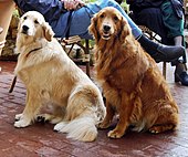 Golden Retrievers vary in colour, with a fair-haired dog shown here beside a mahogany one