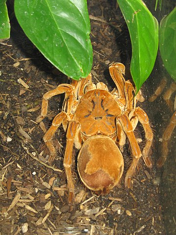 360px-Goliath_birdeater.jpg