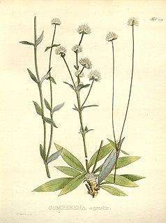 <i>Gomphrena agrestis</i> Species of flowering plant