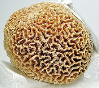 <i>Goniastrea favulus</i> Species of coral