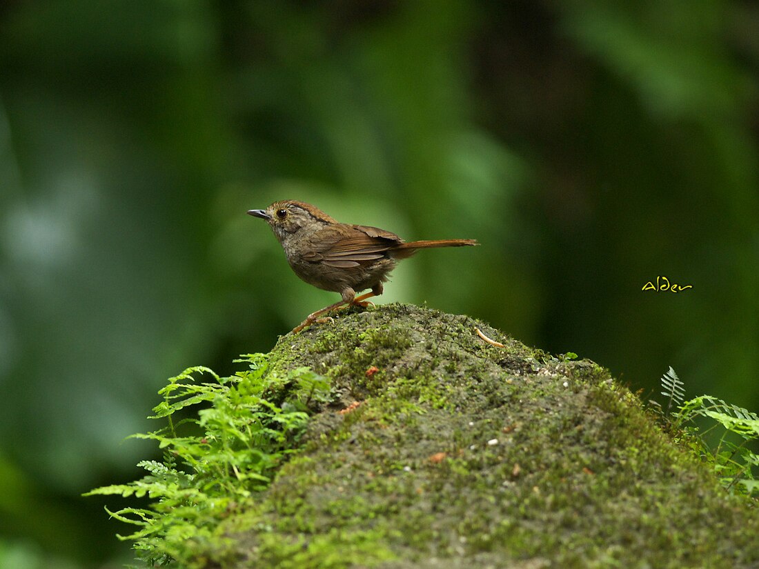 Dusky fulvetta