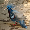   Victoria Crowned Pigeon (Goura victoria)