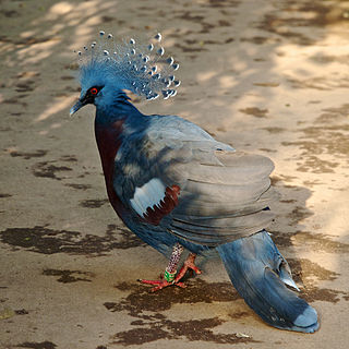 <span class="mw-page-title-main">Victoria crowned pigeon</span> Species of bird