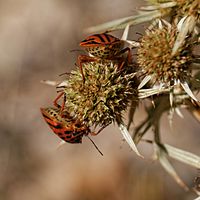 Striped-Bug