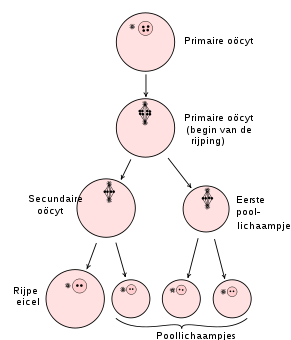 Diagram van het rijpingsproces van een eicel met halvering van het aantal chromosomen.