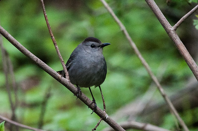 File:Gray Catbird (7235497924).jpg