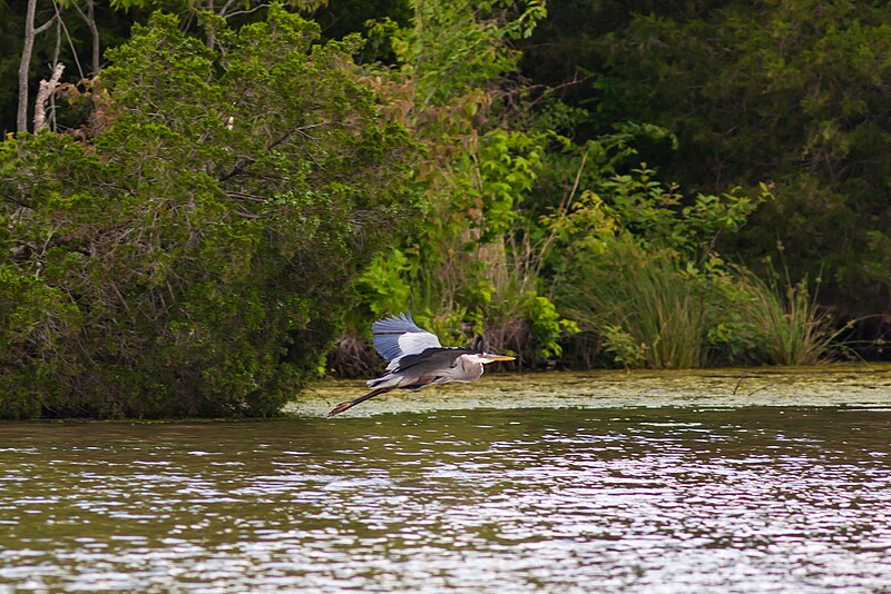 File:Great blue heron (19749642332).jpg