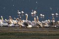 Great white pelicans (Pelecanus onocrotalus).jpg