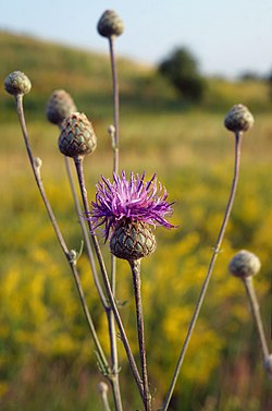 Lielā dzelzene (Centaurea scabiosa)