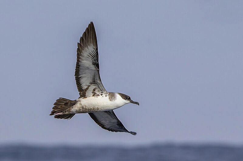 File:Greater shearwater (Ardenna gravis) in flight Sagres.jpg