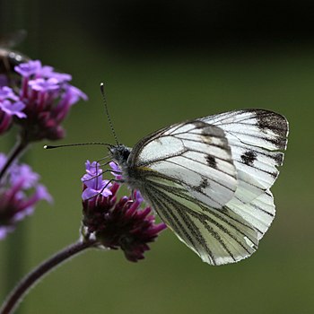 Green-veined White Butterfly on Purple Flower