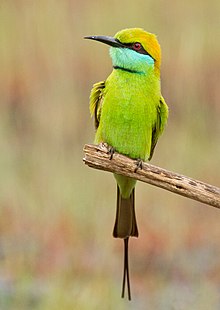 Green Bee-eater (Merops orientalis) @ Madayippara.jpg