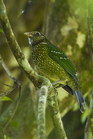 <span class="mw-page-title-main">Green catbird</span> Species of bird