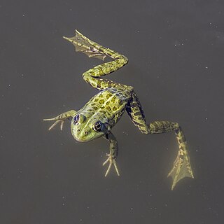 Green frog (Pelophylax esculentus complex) Danube delta, Romania