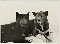 Greenland esquimaux dogs (Basilisk and Ginger-bitch), Antarctica, 1911-1914 - Frank Hurley (8442222877).jpg