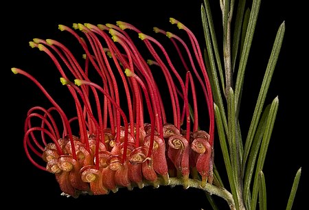 Grevillea beardiana