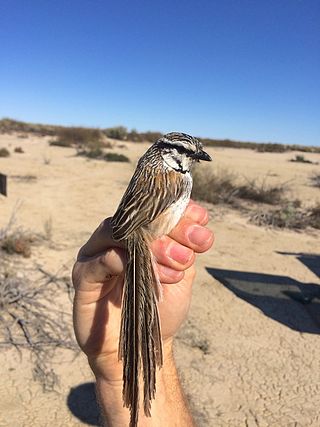 <span class="mw-page-title-main">Grey grasswren</span> Species of bird