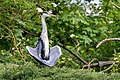 * Nomination A grey heron (Ardea cinerea) drying its wings in Parc Georges-Valbon, France. --Alexis Lours 15:39, 8 June 2022 (UTC) * Promotion Nice quality. Interesting pose from the bird. --GuavaTrain 16:08, 8 June 2022 (UTC)