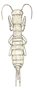 <i>Grylloblatta campodeiformis</i> Species of insect