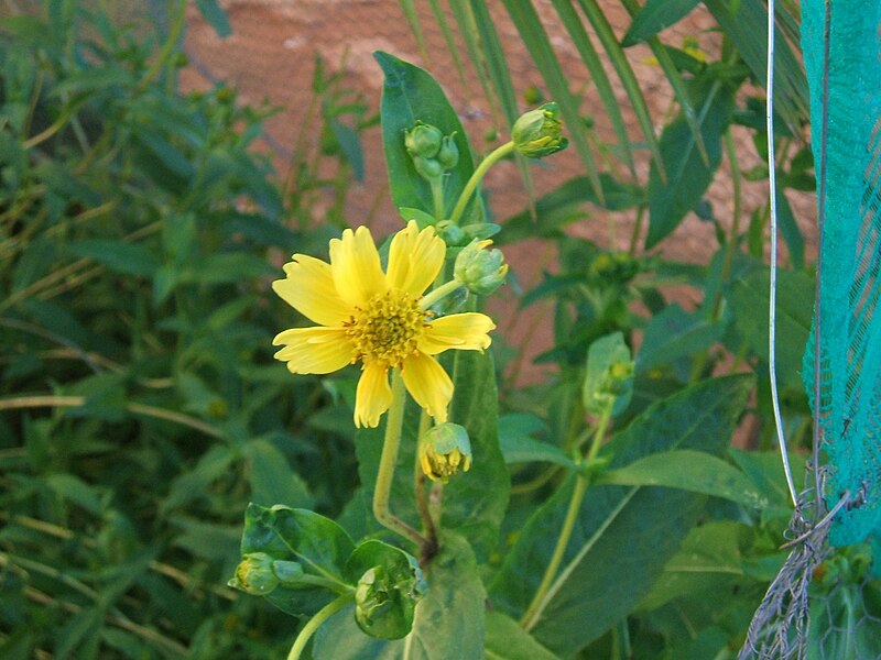 File:Guizotia abyssinica niger.jpg