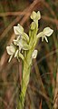 Habenaria epipactidea