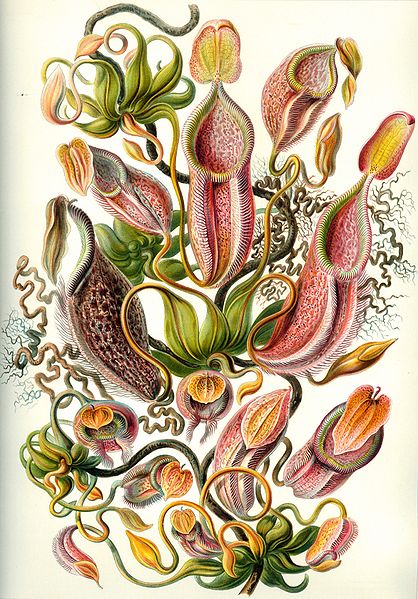 File:Haeckel Nepenthaceae.jpg