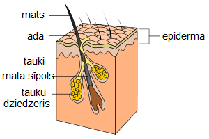 ಕೂದಲು