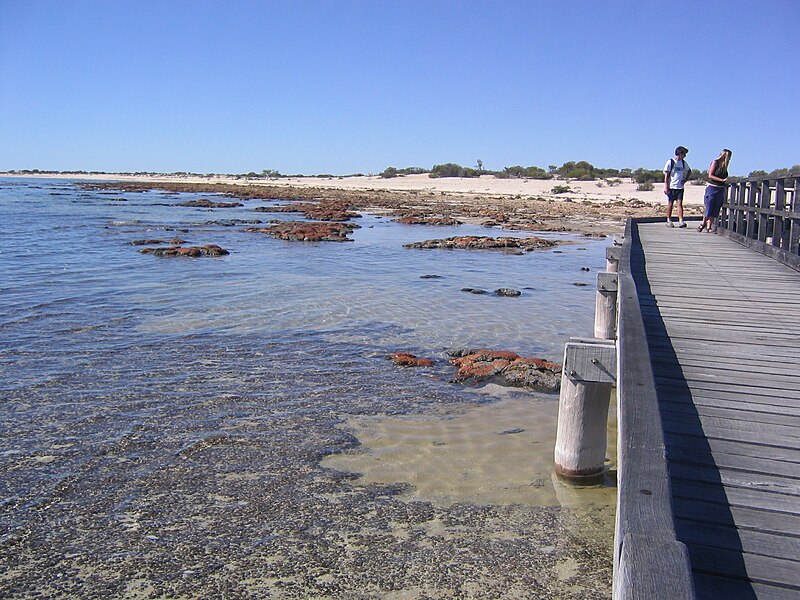 File:Hamelin Pool (Stromatolites) (2051681681).jpg