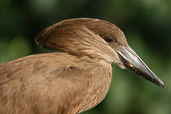 Hamerkop