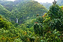 Hawaiian tropical rainforest seen from the Hana Highway Hana Highway Overlook.jpg