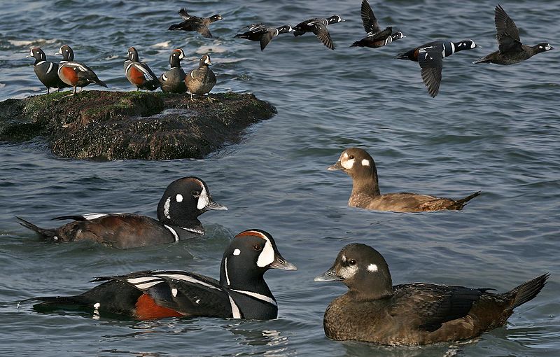 File:Harlequin Duck From The Crossley ID Guide Eastern Birds.jpg