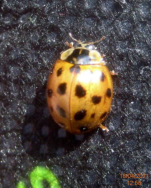 File:Harlequin ladybird (RL) (5636999671).jpg