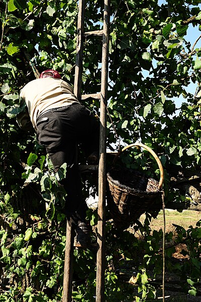 File:Harvesting Asprinio grapes grown on high trellises.jpg