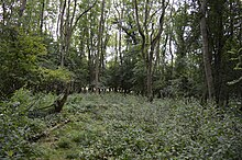 Hawkins Wood 7.JPG