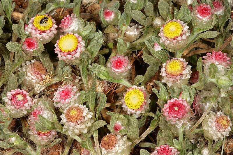 File:Helichrysum argyrosphaerum 1DS-II 2-0396.jpg