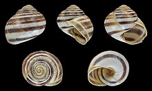 Helix figulina 01.jpg