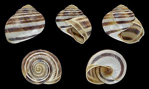 Helix figulina, shell