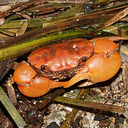 Helograpsus haswellianus, Nords Wharf, NSW, Australia front view.jpg