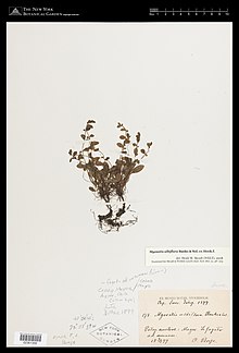 Herbarium specimen of Myosotis albiflora NY 02361256.jpg