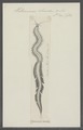 Heteronereis smardae - - Print - Iconographia Zoologica - Special Collections University of Amsterdam - UBAINV0274 102 05 0020.tif