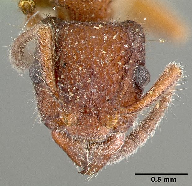 File:Heteroponera inca castype06890 head 1.jpg