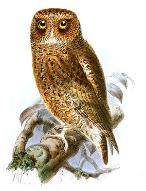 Spotted scops owl (Otus spilocephalus luciae)