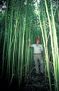 Kenaf fibrous plant used for paper pulp