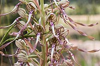 Lizard Orchid.