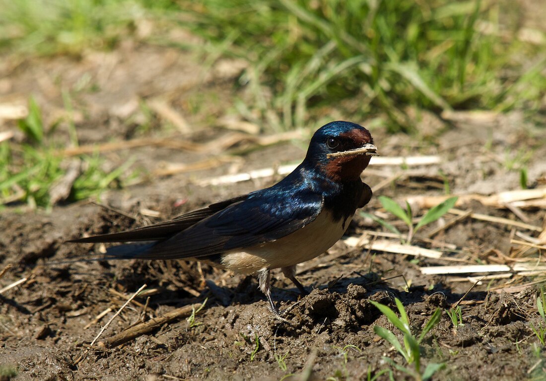 Hirundo