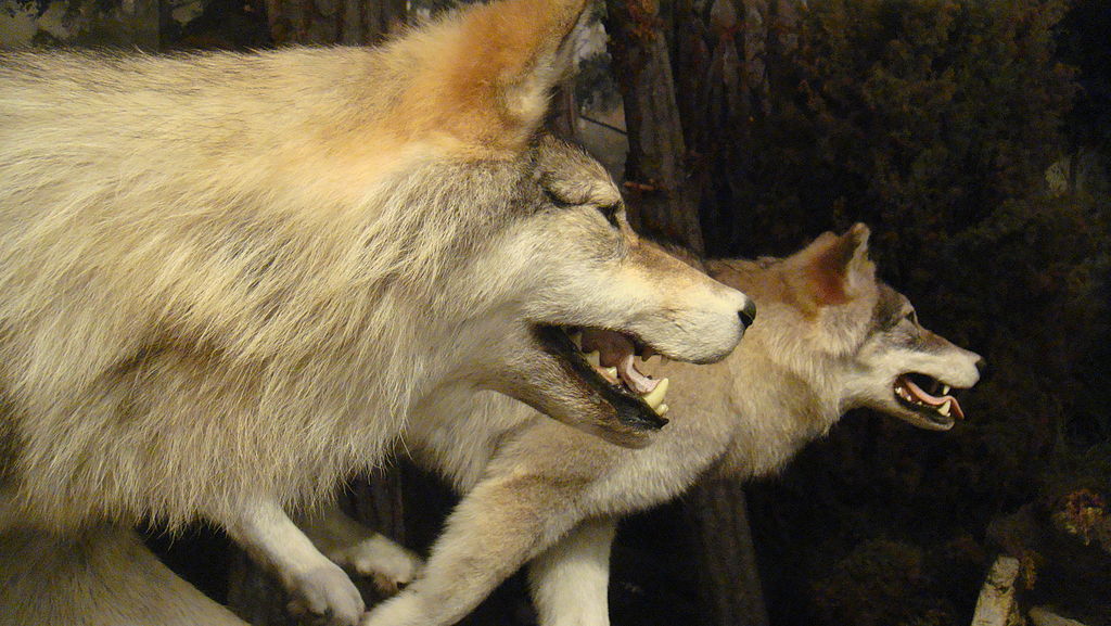 Loups dans le Musée National d'Ecosse à Edimbourg.